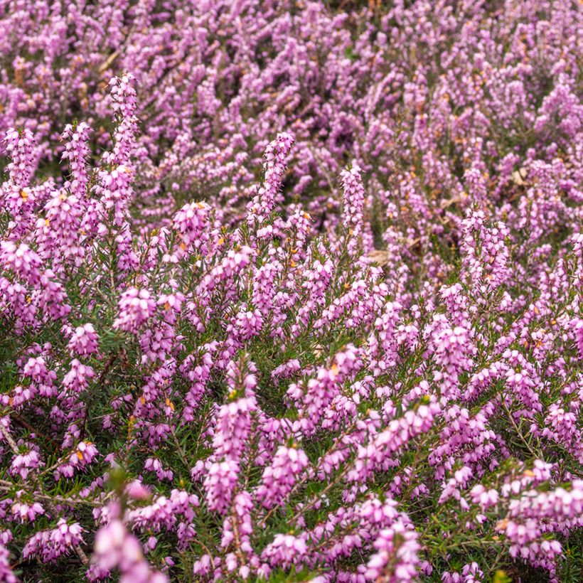 Erica terminalis (Porto)