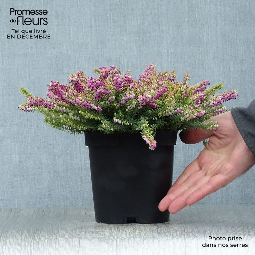 Erica darleyensis Eva Gold Vaso da 1L/1,5L esemplare consegnato in inverno