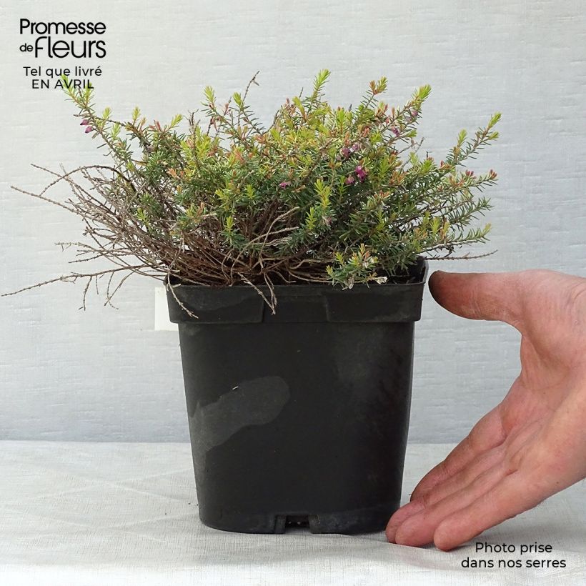 Erica darleyensis Eva Gold Vaso da 1L/1,5L esemplare consegnato in primavera