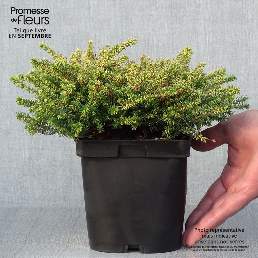 Esemplare di Erica darleyensis Eva Gold Vaso da 1L/1,5L come consegnato in autunno