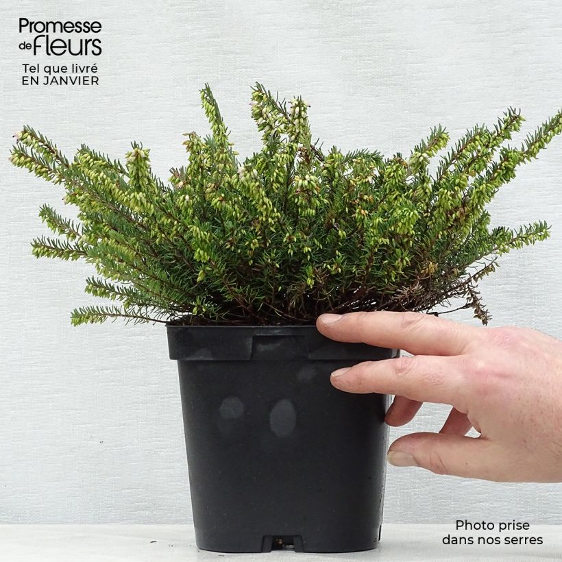 Erica&#x20;darleyensis&#x20;Spring&#x20;Surprise&#x20;Vaso&#x20;da&#x20;2L&#x2F;3L&#x20;esemplare&#x20;consegnato&#x20;in&#x20;inverno