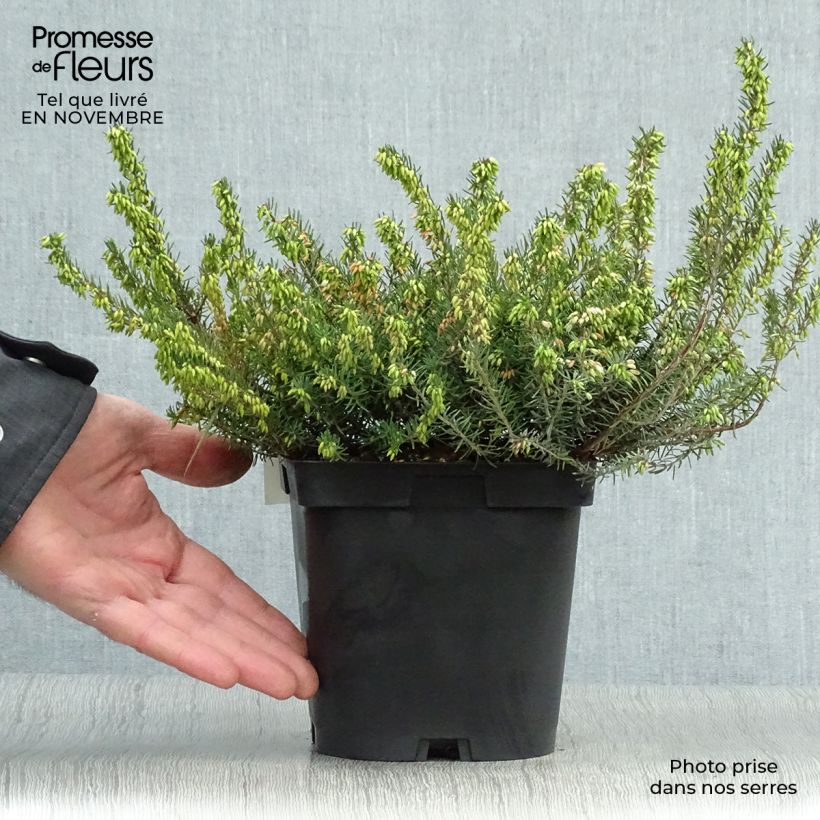Esemplare di Erica darleyensis Spring Surprise Vaso da 2L/3L come consegnato in autunno