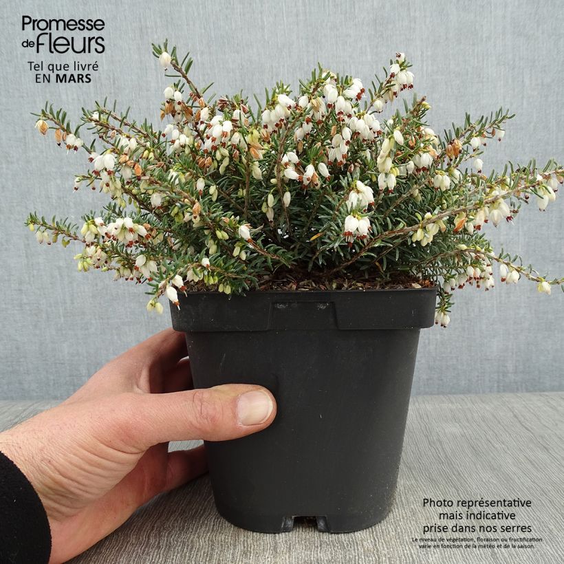 Erica darleyensis Winter Belles Katia Vaso da 2L/3L esemplare consegnato in inverno