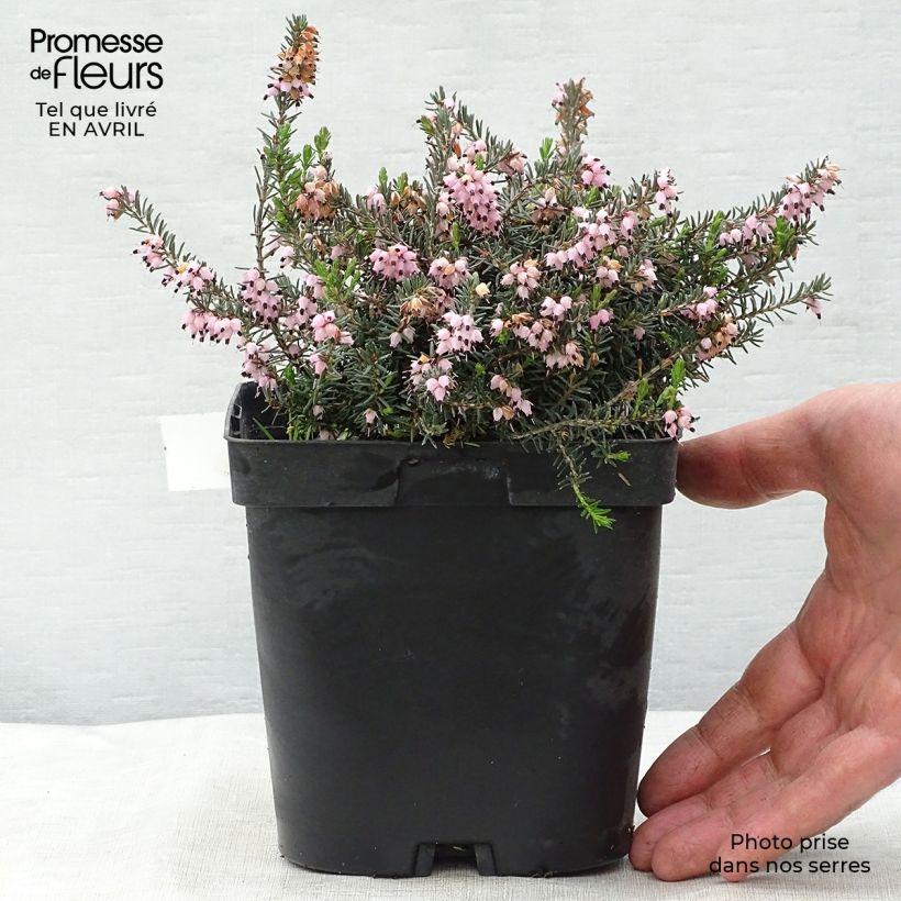 Erica darleyensis Winter Belles Phoebe Vaso da 2L/3L esemplare consegnato in primavera