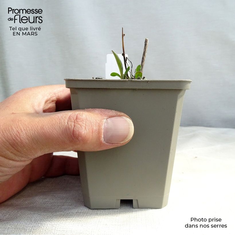 Erigeron speciosus Azure Beauty Vasetto da 8/9 cm esemplare consegnato in primavera