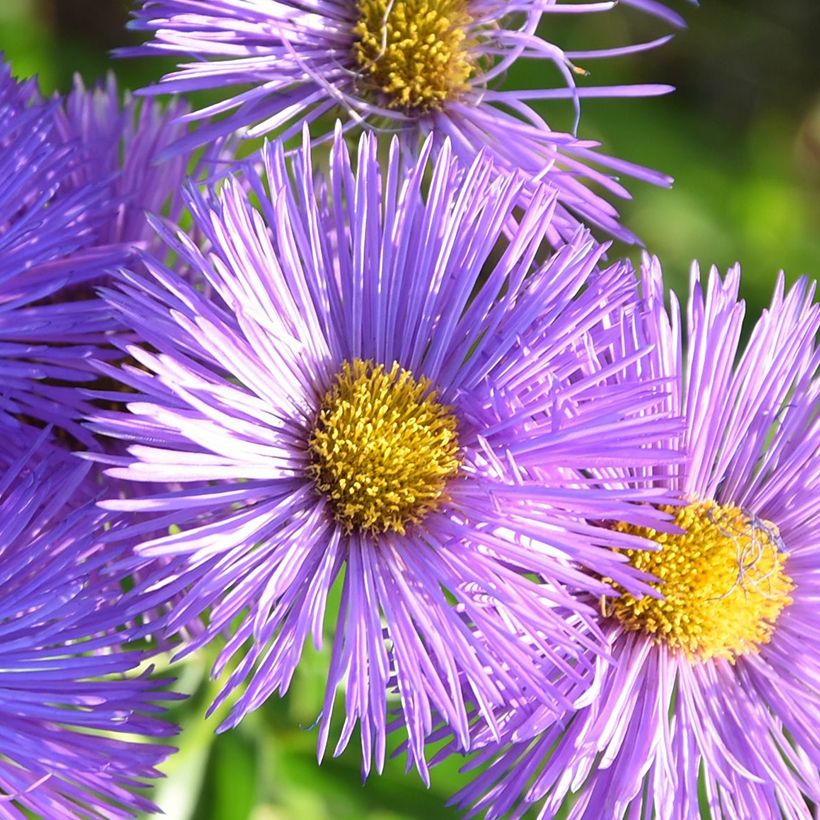 Erigeron Dignity (Fioritura)