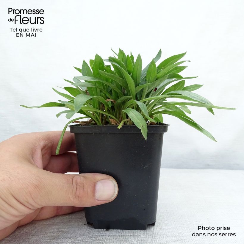 Erigeron Dunkelste Aller Vasetto da 8/9 cm esemplare consegnato in primavera