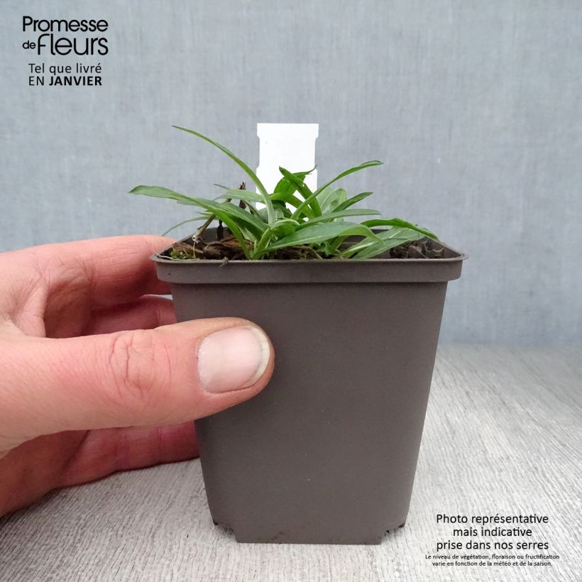 Erigeron Dunkelste Aller Vasetto da 8/9 cm esemplare consegnato in inverno