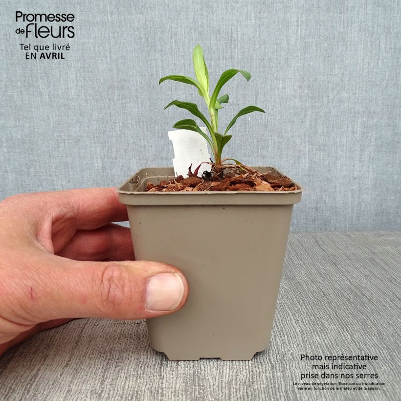 Erigeron Foersters Liebling Vasetto da 8/9 cm esemplare consegnato in primavera