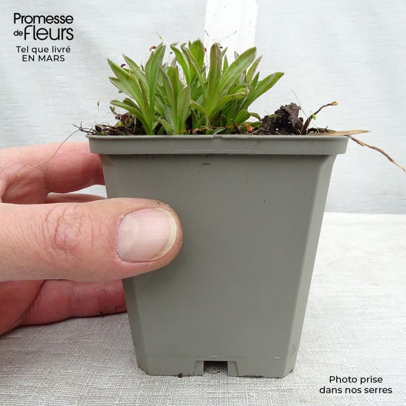 Erigeron Foersters Liebling Vasetto da 8/9 cm esemplare consegnato in inverno