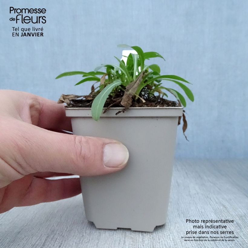 Erigeron Professor Korodi Vasetto da 8/9 cm esemplare consegnato in inverno