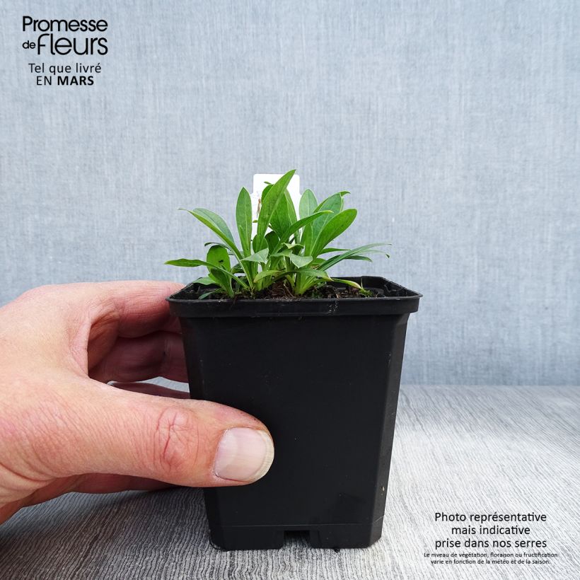 Erigeron Professor Korodi Vasetto da 8/9 cm esemplare consegnato in primavera