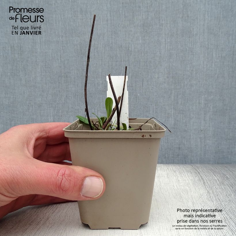 Erigeron Quakeress Vasetto da 8/9 cm esemplare consegnato in inverno