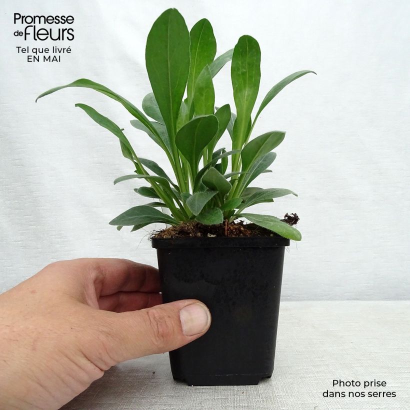 Erigeron speciosus Rosa Jewel Vasetto da 8/9 cm esemplare consegnato in primavera