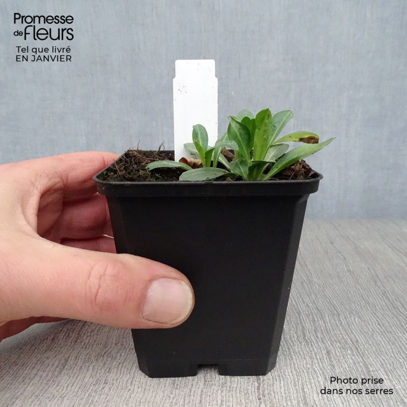 Erigeron speciosus Rosa Jewel Vasetto da 8/9 cm esemplare consegnato in inverno