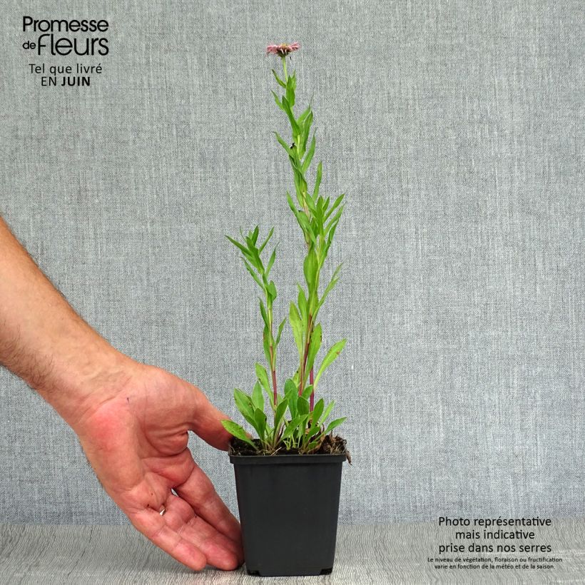 Esemplare di Erigeron Rosa Triumph Vasetto da 8/9 cm consegnato in estate