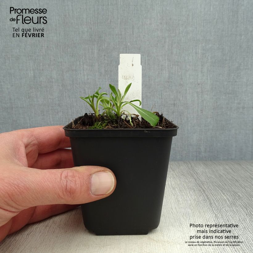 Erigeron Rosa Triumph Vasetto da 8/9 cm esemplare consegnato in inverno