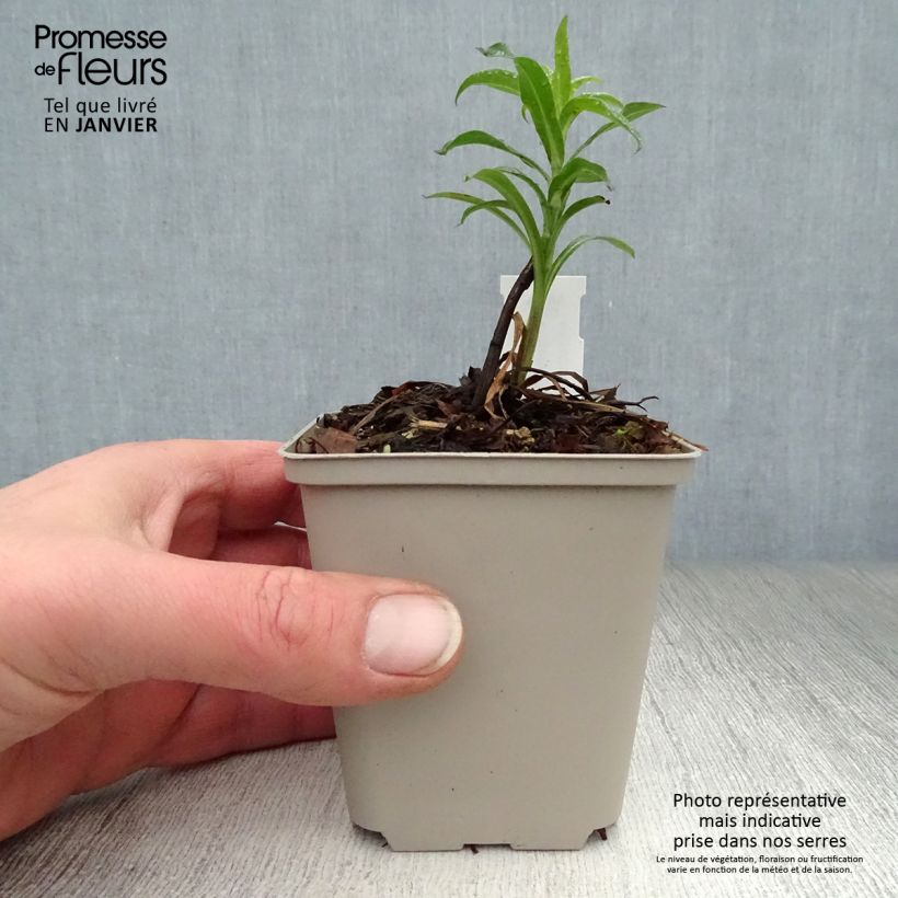 Erigeron Schwarzes Meer Vasetto da 8/9 cm esemplare consegnato in inverno