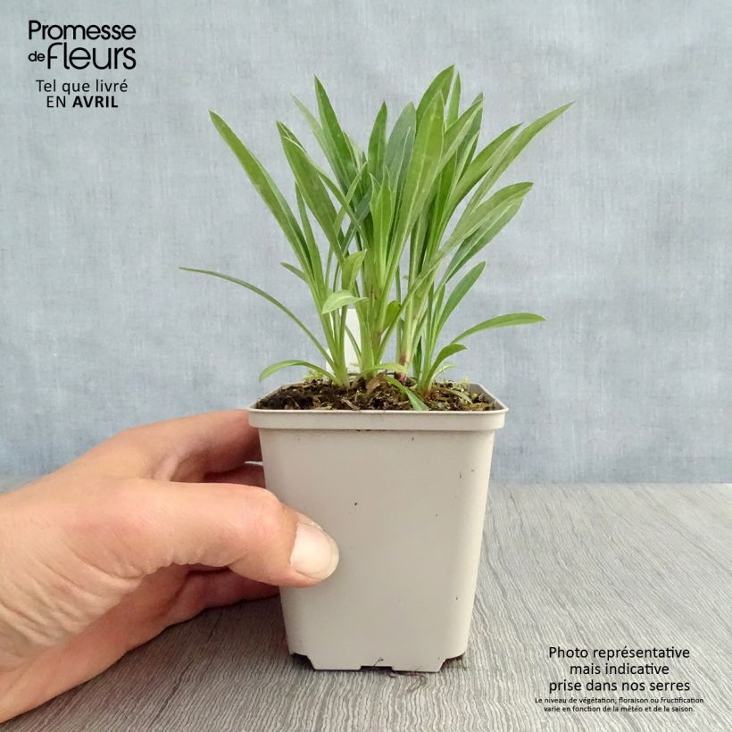 Erigeron Schwarzes Meer Vasetto da 8/9 cm esemplare consegnato in primavera