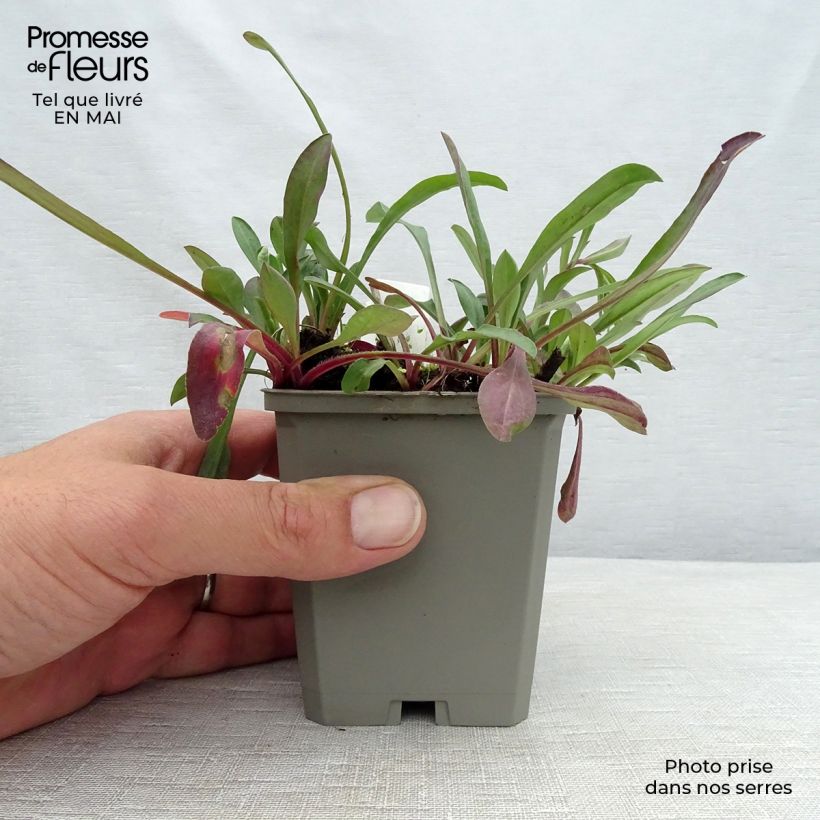 Erigeron speciosus Sommerneuschnee Vasetto da 8/9 cm esemplare consegnato in primavera