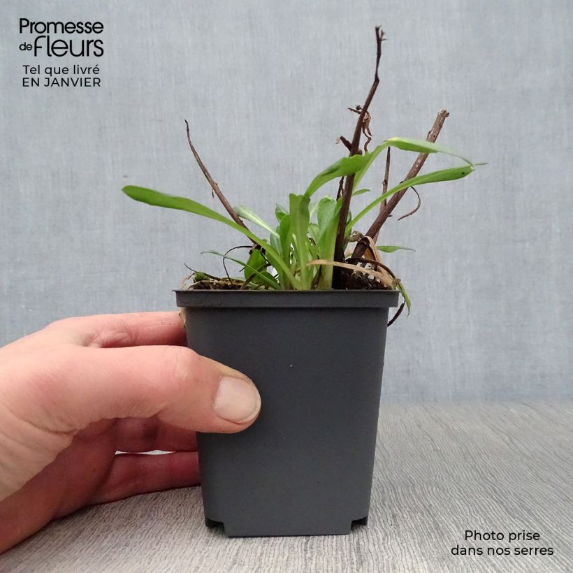 Erigeron speciosus Sommerneuschnee Vasetto da 8/9 cm esemplare consegnato in inverno