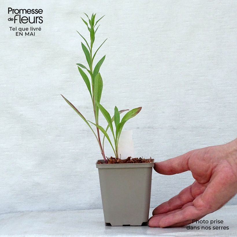 Erigeron Strahlenmeer Vasetto da 8/9 cm esemplare consegnato in primavera