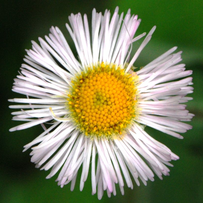 Erigeron annus (Fioritura)