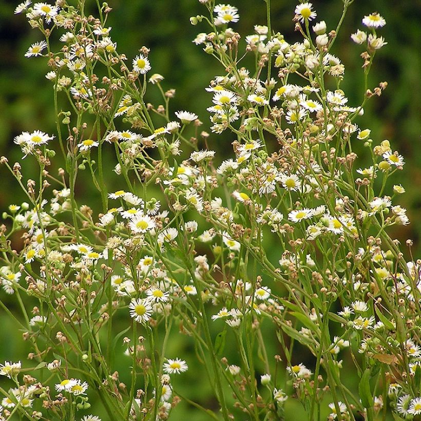 Erigeron annus (Porto)