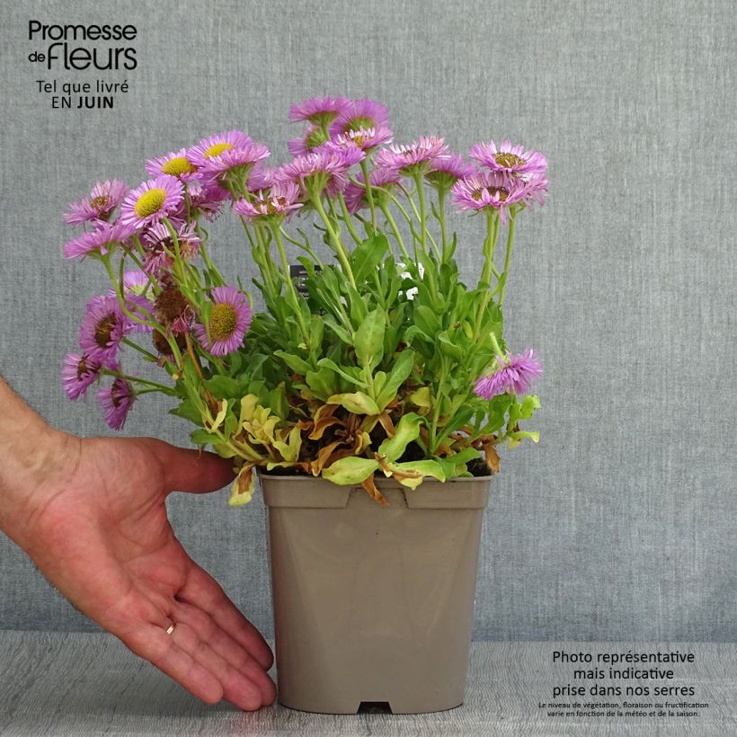 Esemplare di Erigeron glaucus Sea Breeze Vaso da 2L/3L consegnato in estate