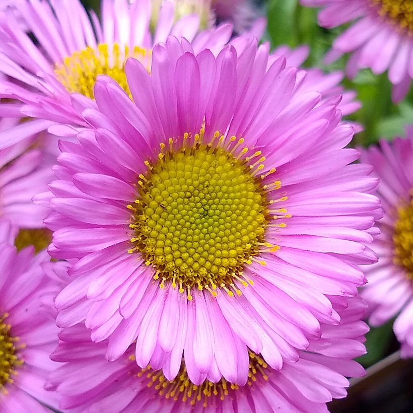 Erigeron glaucus Sea Breeze (Fioritura)