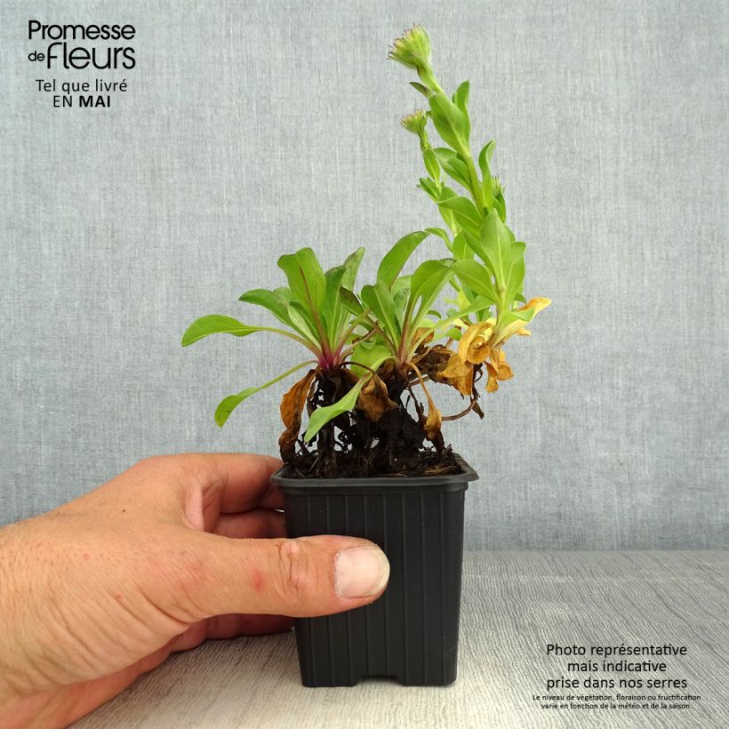 Erigeron glaucus Vasetto da 8/9 cm esemplare consegnato in primavera