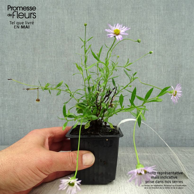 Erigeron karvinskianus Lavender Lady - Cespica karvinskiana Vasetto da 8/9 cm esemplare consegnato in primavera