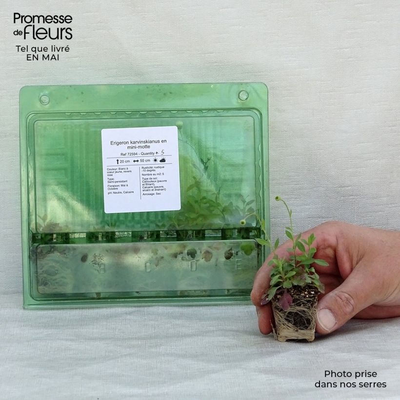 Erigeron karvinskianus - Cespica karvinskiana mini zolla... esemplare consegnato in primavera