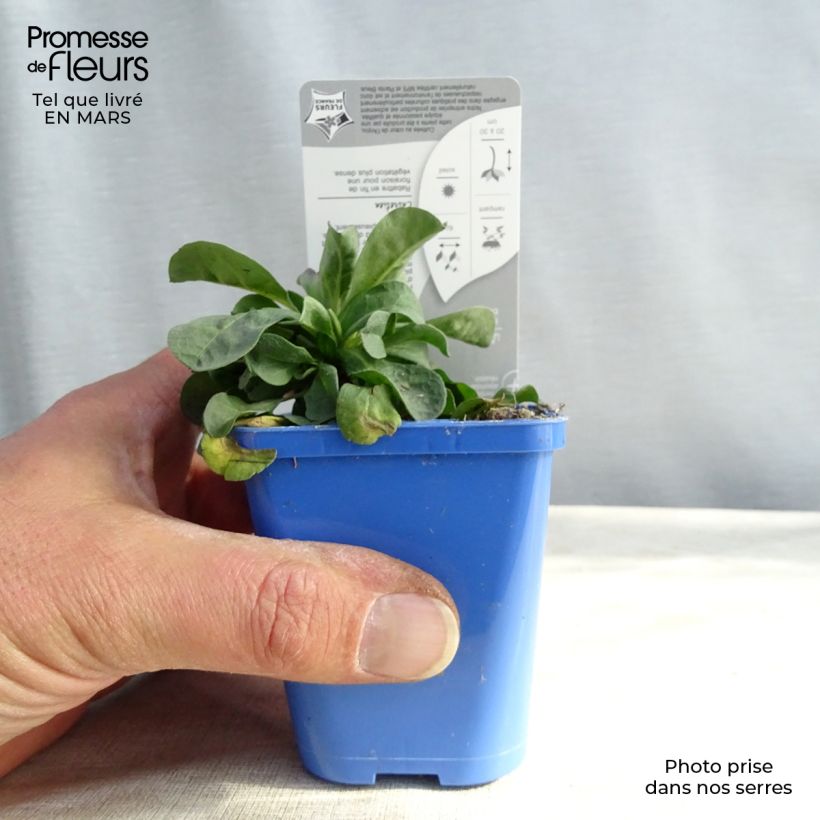 Erigeron leiomerus Vasetto da 7/8 cm esemplare consegnato in inverno