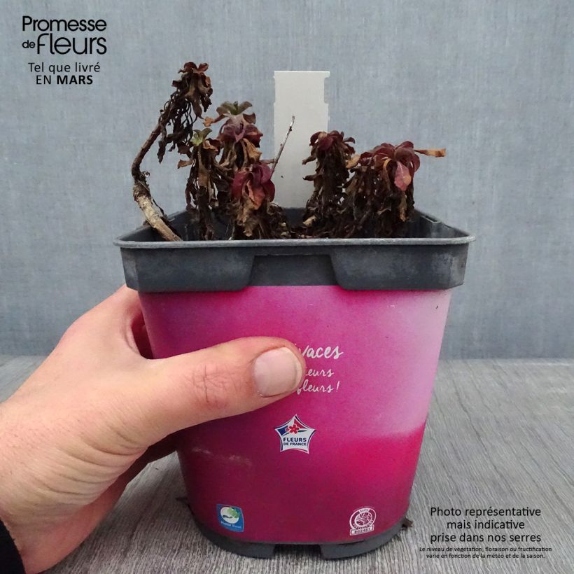 Erigeron leiomerus Vaso da 2L/3L esemplare consegnato in inverno