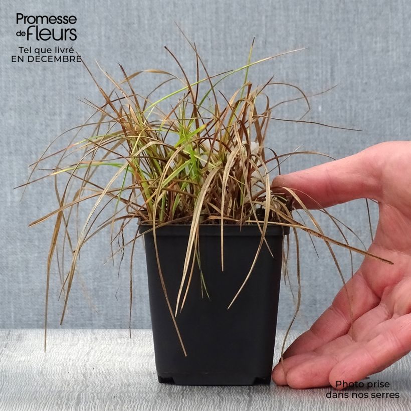 Eriophoron angustifolium - Pennacchi a foglie strette Vasetto da 8/9 cm esemplare consegnato in inverno