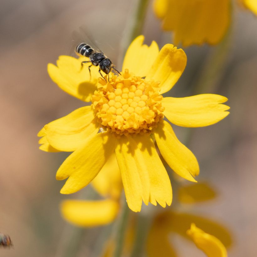 Eriophyllum lanatum subsp. arachnoideum Ssp. Arachnoideum (Fioritura)