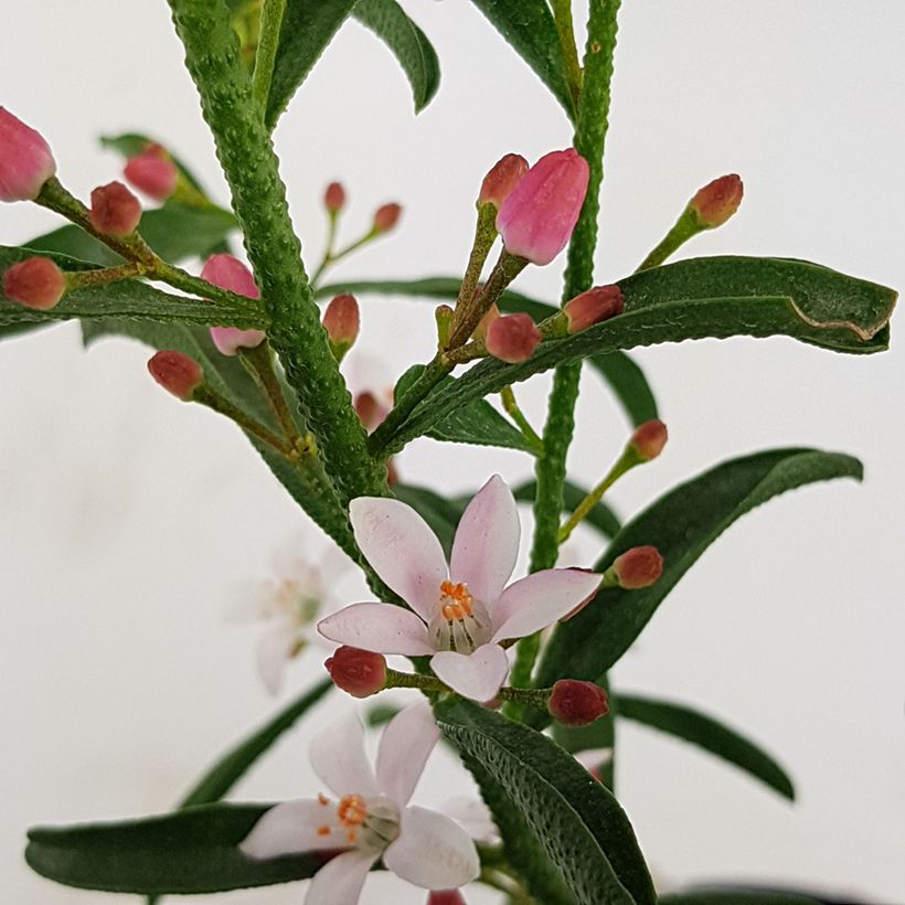 Eriostemon myoporoides Flower Girl Pink - Philotheca (Fioritura)