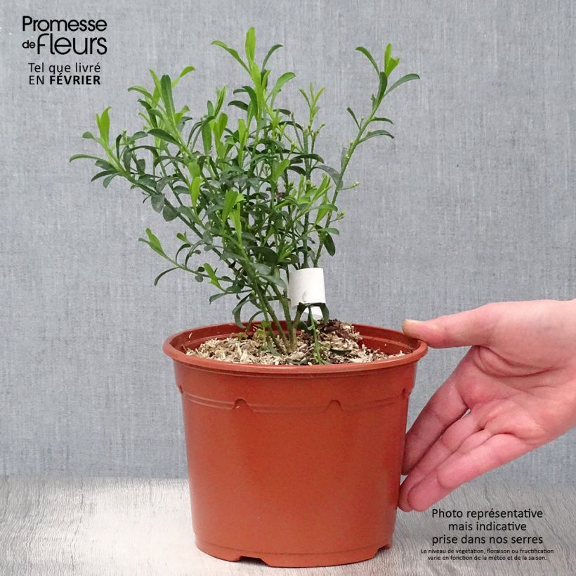 Eriostemon myoporoides Vaso da 3L/4L esemplare consegnato in inverno