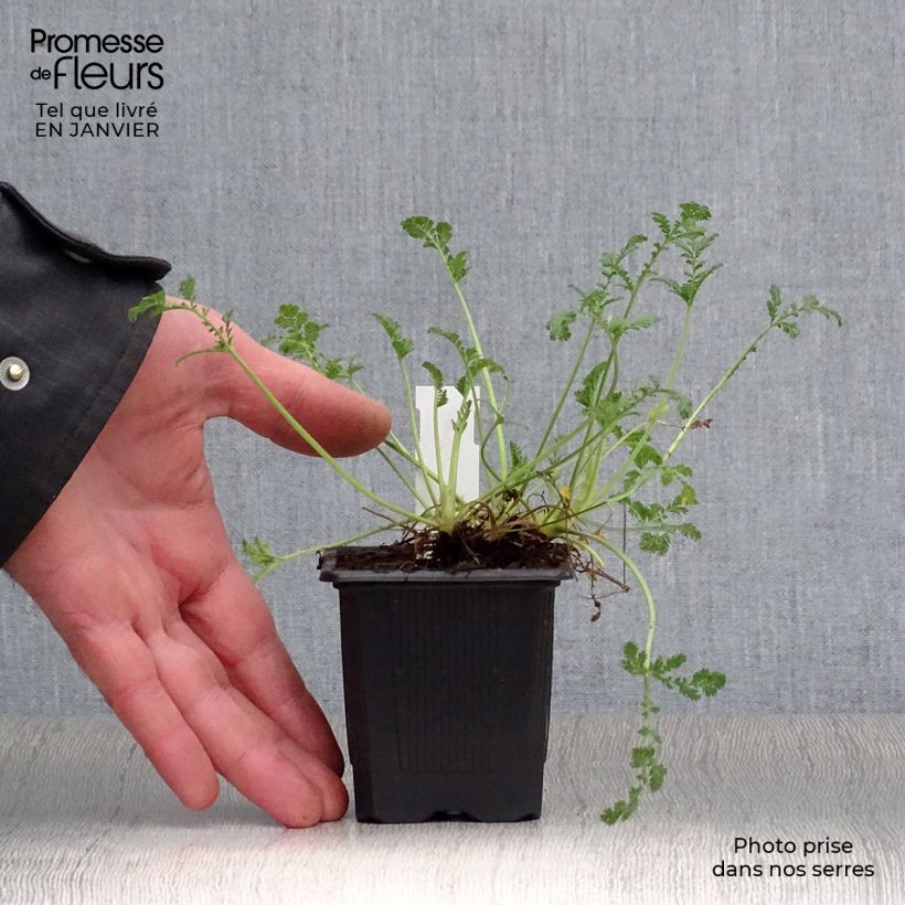 Erodium Stephanie Vasetto da 8/9 cm esemplare consegnato in inverno