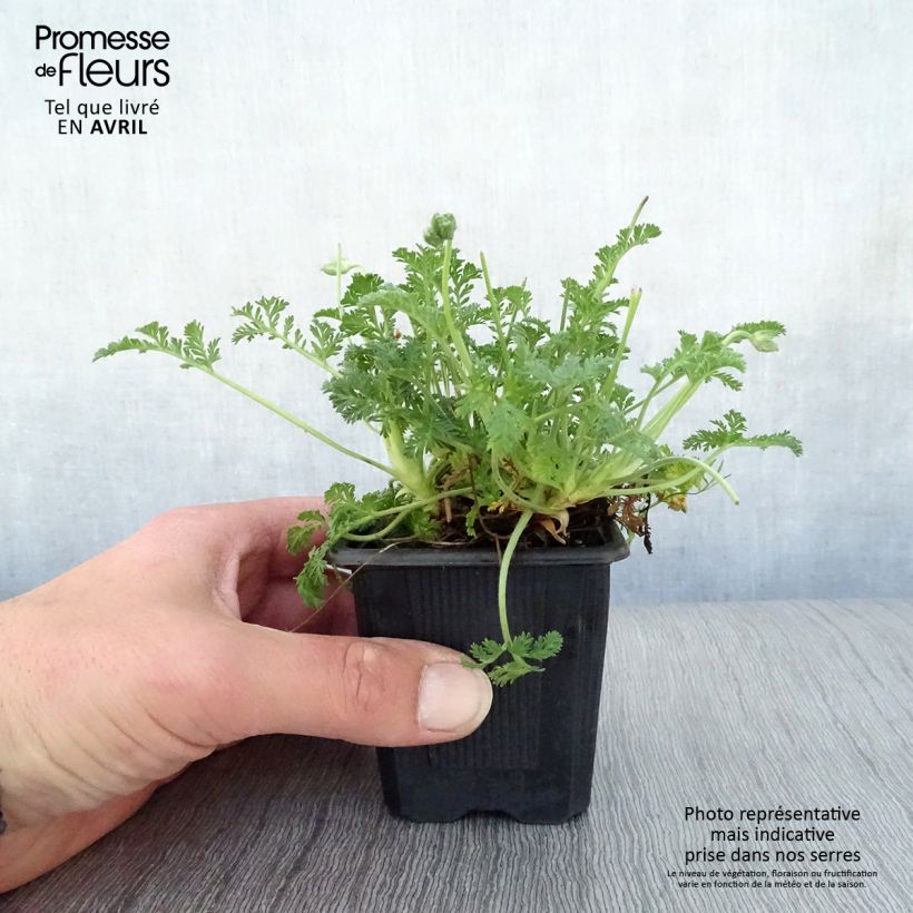 Erodium Stephanie Vasetto da 8/9 cm esemplare consegnato in primavera