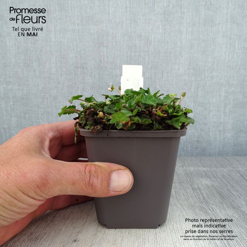 Erodium variabile Album Vasetto da 8/9 cm esemplare consegnato in primavera