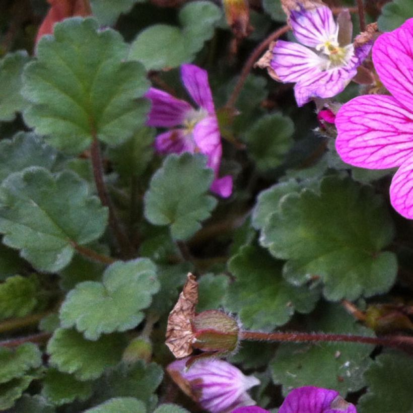 Erodium Bishop's Form (Fogliame)