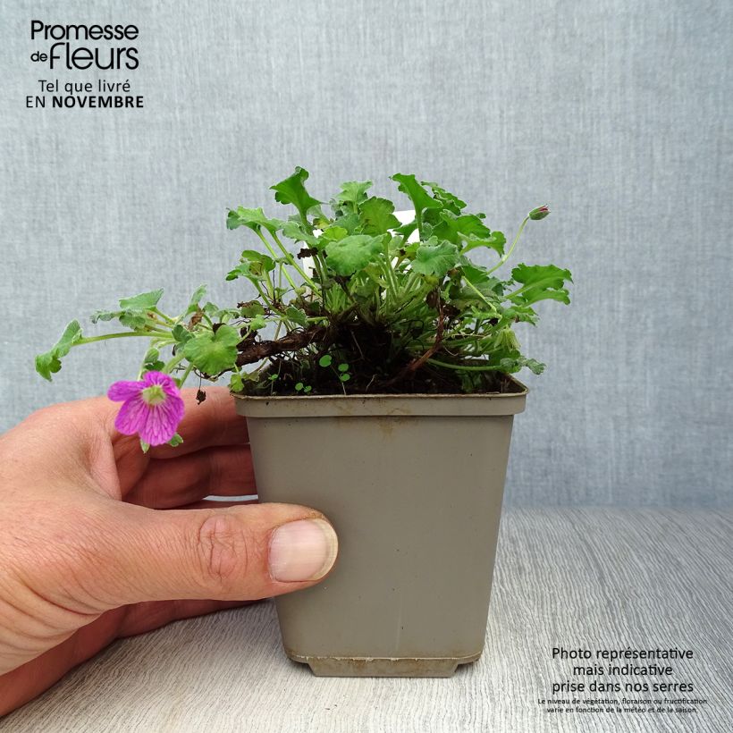 Esemplare di Erodium Bishop's Form Vasetto da 8/9 cm come consegnato in autunno
