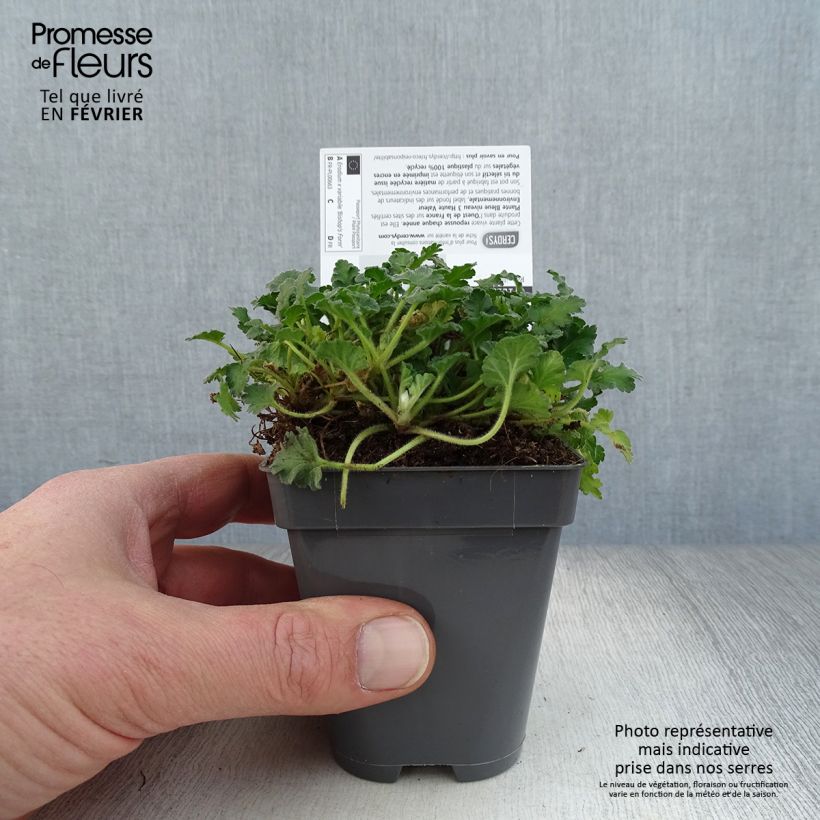 Erodium Bishop's Form Vasetto da 8/9 cm esemplare consegnato in inverno