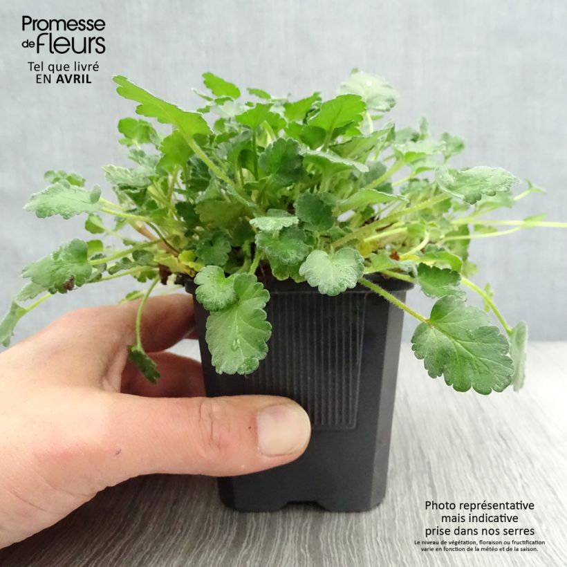 Erodium Bishop's Form Vasetto da 8/9 cm esemplare consegnato in primavera