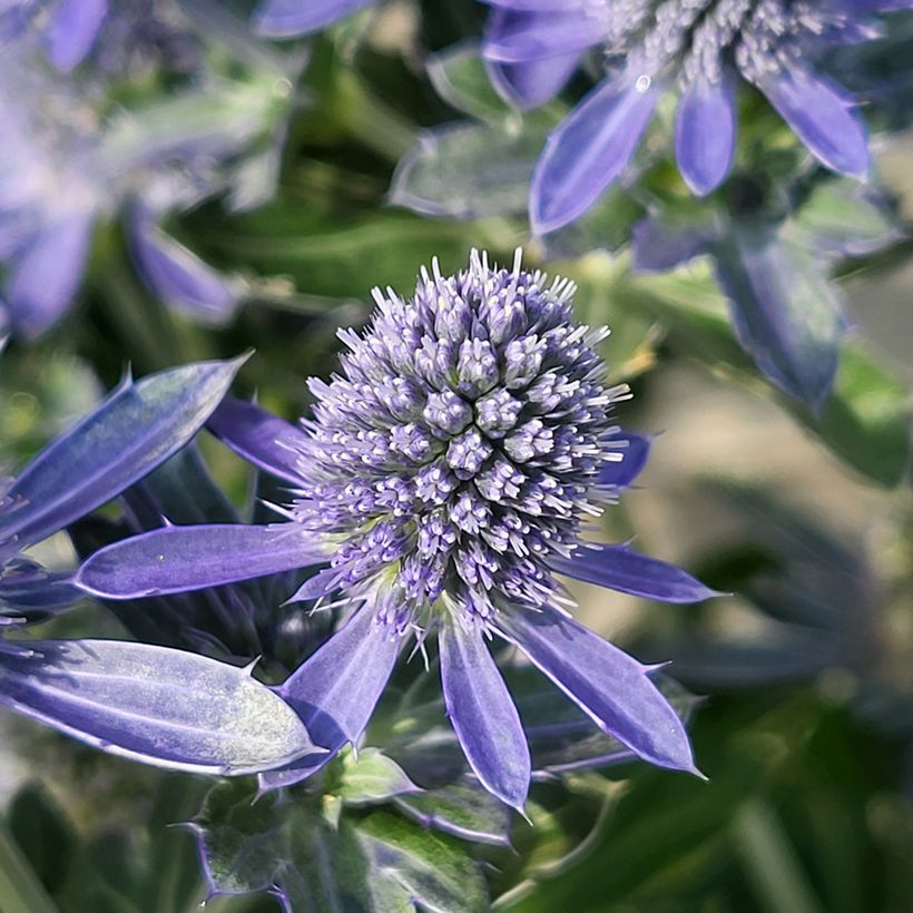 Eryngium planum Grumpy (Fioritura)