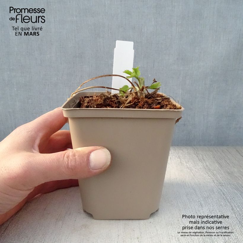 Eryngium zabelii Jos Eijking Vasetto da 8/9 cm esemplare consegnato in primavera