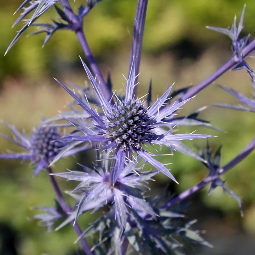 Eryngium maritimum Lapis Blue - Calcatreppola marittima (Fioritura)