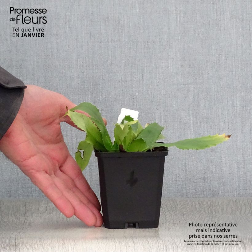 Eryngium agavifolium Vasetto da 8/9 cm esemplare consegnato in inverno